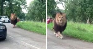 Auto’s staan geparkeerd als er ineens een enorme leeuw voorbij loopt!