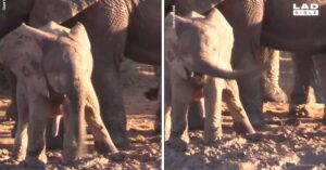 Baby olifant snapt nog niet zo heel goed hoe z’n slurf werkt…