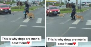 Dit is waarom de hond de beste vriend is van de mens…