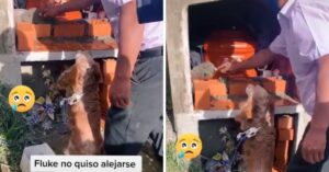 Aangeslagen hond rouwt om het overlijden van baasje en “wil met hem mee”…