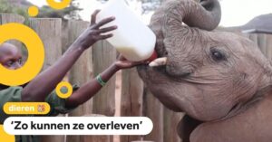 Deze weesolifanten in Kenia worden gered met dank aan geiten!