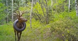 Eland is na 2 jaar verlost van autoband van 16 kilo (!) om zijn nek..