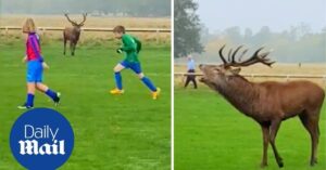 Kinderen zijn bezig met een voetbalwedstrijd. Dan verschijnt er ineens een enorm hert!