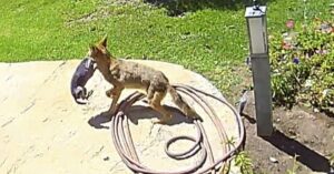 Familie redt hun chihuahua die wordt meegesleurd door een coyote…