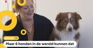 Hond Nalani uit Uden kent maar liefst 141 speeltjes uit haar hoofd