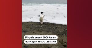 Kleine pinguïn legt 3000 kilometer af en komt uit in Nieuw-Zeeland