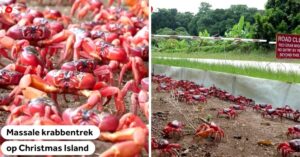 Hoe bijzonder: grootschalige krabbentrek gaande in Australië..