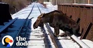 Mensen bundelen krachten om eland van meer dan 300 kg van de rails te redden