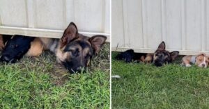 Nieuwsgierige puppy’s steken kop onder schutting om hun nieuwe buurkat te bekijken