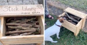 Baasje maakt ‘stokken-bibliotheek’ voor honden uit het park waar hij altijd heen gaat