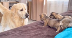 Prachtige golden retriever ontmoet een nestje met even prachtige kleine pups!