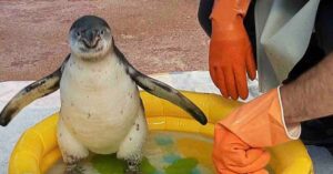 Zie hoe deze topper een babypinguïn helpt haar angst voor water te overwinnen