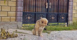 Eigenaar verkoopt zijn huis en laat zijn hond op straat achter..