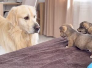 Prachtige golden retriever ontmoet een nestje met even prachtige kleine pups!