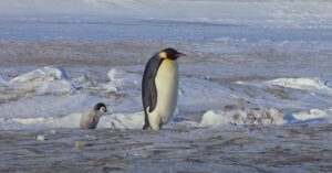 Te lief: deze kleine babypinguïn probeert vriendjes te maken