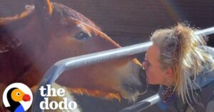 Deze vrouw redt één verdrietig paard. Om daarna nog 200 dieren te redden…