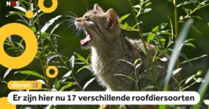 Er zijn steeds meer roofdieren in Nederland..