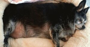 Senior chihuahua was verdrietig en zwaarlijvig. Dan adopteert deze vrouw hem..