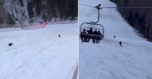 Huiveringwekkende beelden als een bruine beer een skiër op de hielen zit…