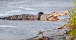 Krokodil na 6 jaar eindelijk bevrijd van een band waarin hij was vastgeraakt