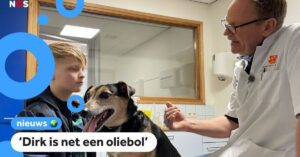 Bijna de helft van de huisdieren in Nederland is te dik