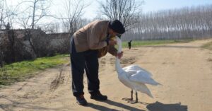 Turkse man en geredde zwaan hebben al 40 jaar een hechte vriendschap