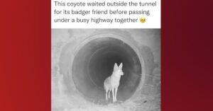 Coyote wacht op zijn dassenvriendje waarna ze samen een snelweg tunnel doorgaan