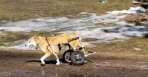 Hond met rolstoel kan enthousiasme niet verbergen als het speeltijd is