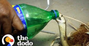 Kleine cobra krijgt slokjes water uit een fles tijdens zijn redding