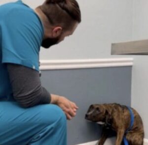 Deze dierenarts laat zien hoe hij stap voor stap het vertrouwen wint van een bange hond