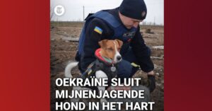 Oekraïense hond Patron speurt onvermoeibaar naar bommen en mijnen..