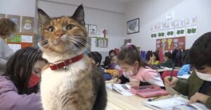 Zwerfkat wordt opgevangen door school en groeit uit tot geliefde schoolmascotte