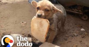 Piepkleine zwerfpuppie wordt gered met een stuk brood