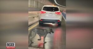 Hond ontsnapt en begint aan een avontuur van NY naar New Jersey!