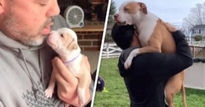 Volwassen pitbull denkt nog steeds dat ze papa’s kleine meisje is!