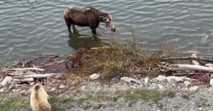 Grizzly bear heeft het gemunt op een baby eland..