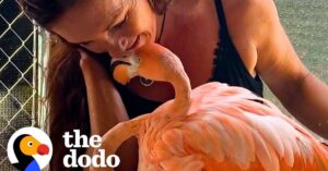 Nederlandse voedt babyflamingo op in Bonaire. Nu komt het dier vaak langs voor een knuffel