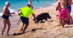 Wild zwijn duikt uit het niets op en veroorzaakt paniek op Spaans strand..