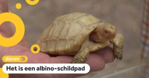 Zeldzame witte reuzenschildpad geboren