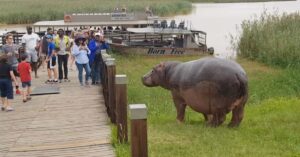 Toeristen nemen doodleuk foto’s van nijlpaard, zonder na te denken over de gevaren