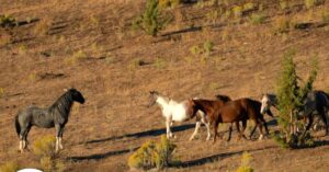 Kudde wilde paarden wordt gevangen omdat de industrie het gebied wil exploiteren…