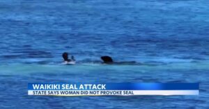 Zeehond met pup valt een vrouw aan op Hawaiiaans strand