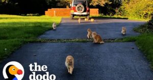 Stel koopt een boerderij met 16 verwilderde katten