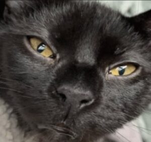 Niemand wilde deze zwarte kat met geboorteafwijking. Toen gaf deze vrouw hem een kans