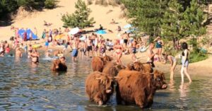 Badgasten in Bloemendaal krijgen gezelschap van badende Schotse hooglanders