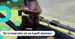 Aapje uit dierentuin belt de politie die op komt draven..