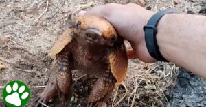 Sympathieke man geeft dorstig gordeldier te drinken