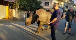 Wilde neushoorn loopt doodleuk op straat..