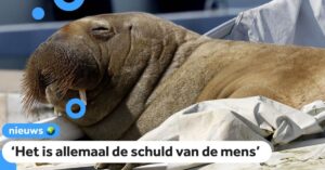 Walrus Freya gedood omdat mensen geen afstand konden houden: ‘Het werd te gevaarlijk’