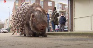 Gigantisch stekelvarken loopt door de straten van Rotterdam